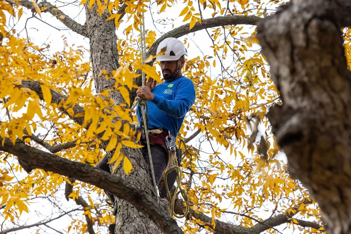 Skilled Tree Transplanting crew working in Barney