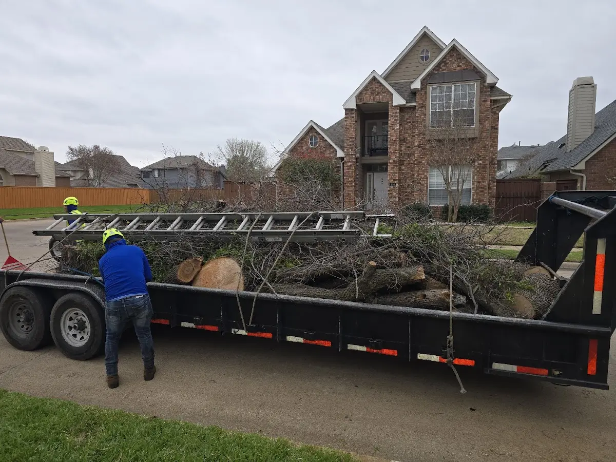 Expert Tree Pest Control with proper safety equipment in Barney